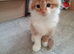 Gorgeous Ginger and White Fluffy Tabby