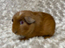 Adorable bonded baby guinea pigs. Available now!
