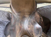 Frank Baines Eclipse 17.5” W GP Saddle