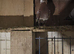 Muleman cock bird