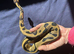 Leopard orange dream 100% het pied ball python