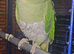 Female Alexandrine parrot