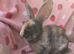 Curly astrex baby rabbits ☆Last 2 Rare curly