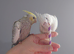 Hand reared silly tame DNA sexed baby cockatiels for reservation