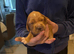 Working cocker spaniel puppies 3 girls 1 boy
