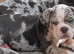 Olde English bulldogge