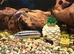 Julidechromis cichlid