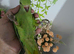 Indian ringneck parrots available green yellow lutino albino blue read addhandreared etc