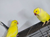 Lutino breeding pair