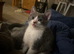 Beautiful grey and white female kittens