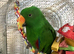 Tame Talking Eclectus Parrot