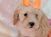 1 beautiful girl left Miniature cockapoo puppies