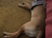 Rio a dark  golden Labrador for sale