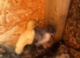 Runner ducklings