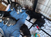 KC Miniature Schnauzer Puppies Black & Silver / Salt & Pepper