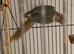 Bonded pair of green cheek conures