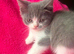 Exotic/Persian X Ragdoll BSH kittens