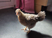 Crested cream legbar