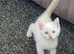 Flame point Siamese male