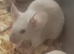 Baby Siamese mice for sale 6wls old