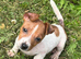 Ready to go Jack Russel little boy.