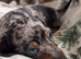 Miniature Dachshund Puppies – Ready For Their Forever Homes!