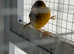 Raza Canary cock birds only