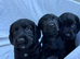 Cocker spaniel puppies