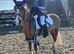 Welsh B pony