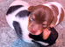 Jack Russell pup 1 x available