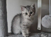 British shorthair and longhair