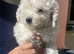 Hungarian puli cross miniature poodle