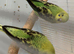 Baby black wing budgies
