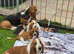 Basset hound puppies