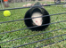 X2 polecat x1 albino boy x1 sandy girl