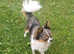 Beautiful black and tan parti merle stud