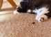 Male kittens for sale