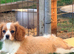 Beautiful Cavalier King Charles puppies