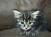 Fluffy kittens for sale