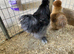 USA  Bearded Silkies