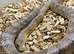 Male Motley Pastel Corn Snake - Sen