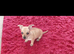 Chihuahua still availability
