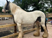 5yr old mare