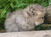Chinchilla and golden chinchilla persian kittens