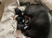 Exceptional Boston Terrier Pups - Outstanding Wildax & Skin Deep Bloodlines