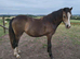 Yearling Section A filly