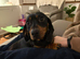 Mini dash hound boy