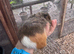 Baby Guinea pigs