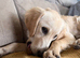Woody is looking for his forever home