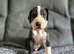 Championship Great Dane Pups